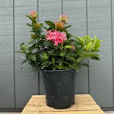 Image result for Ixora hartiana