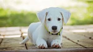 Cute Puppy Wallpapers 40 Images Wallpaper Stream Download cutest puppy wallpaper from the above hd widescreen 4k 5k 8k ultra hd resolutions for desktops laptops, notebook, apple iphone & ipad, android mobiles & tablets. cute puppy wallpapers 40 images