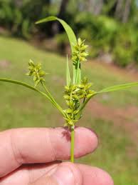 Image result for Queenslandiella