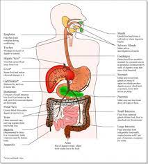 Pin On Human Anatomy Pictures