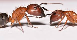 Also, visit this page to read everything about your different options and things you need to know. Pest Control In Baltimore 5 Star Rated Maryland Pest Control Near Me