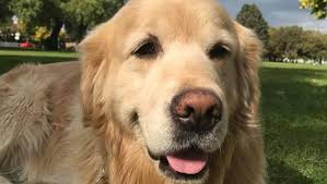 I know that none of this is good news if you are a hopeful puppy buyer. Missing Dog Lost Golden Retriever Austin Allegedly Dognapped By Breeder Herald Sun