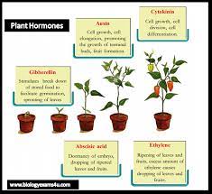 Five major plant hormones are traditionally described. An Overview Of Plant Growth Regulators Plant Hormones Phytohormones Auxins Gibberllins Cytokinins Ethylene And Aba