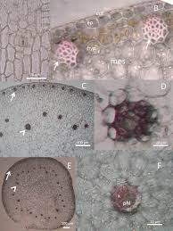 Image result for Rhipidoglossum kamerunense