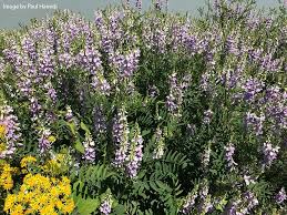 Image result for Oxyanthus goetzei