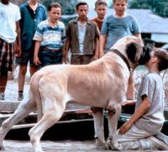 Hercules From The Sandlot Love This Movie Love These Dogs Dogs Cute Dogs Mastiffs