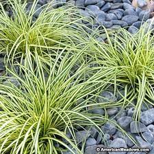 Evergold Sedge Grass Carex Grass Ornamental Grasses Grasses Landscaping