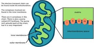 Electron Transport Chain Summary Diagrams Expii
