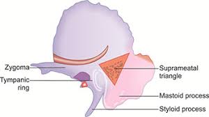 Emerging through an external aperture of the vestibular aqueduct is the endolymphatic sac, which terminates in the epidural space in. Jaypeedigital Ebook Reader