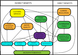Da like, printeaza sau trimite prin. The Role Of Microphytobenthos In Soft Sediment Ecological Networks And Their Contribution To The Delivery Of Multiple Ecosystem Services Hope 2020 Journal Of Ecology Wiley Online Library