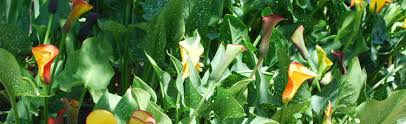This perennial flower grows from bulbous roots and blooms in late spring. Unusual Calla Lily Bloom Melinda Myers