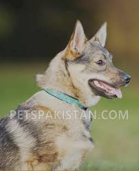 Olx pakistan offers online local classified ads for cars. Pets Pakistan Pets For Sale In Pakistan Animals For Sale In Pakistan Parrots For Sale In Pakistan Dogs For Sale In Pakistan Cats For Sale In Pakistan Finches For