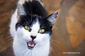 Once digested, caterpillars will venture to the cat's intestine, latch on, and then begin to grow in size. Preparing For Parasites How To Recognise And Treat Tapeworm In Cats Katzenworld