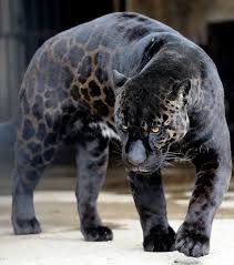 Schwarzer Panther Gemustert Wie Ein Leopard Tiere Schwarze Tiere Majestatische Tiere