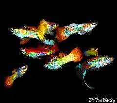 Bargain Male Fancy Guppies In Assorted Colors 1 To 12 Long Tropical Fish Fish Guppy Fish