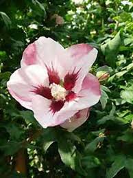 Schauen sie sich einfach einen hibiskus im garten an, es besteht die. Hibiscus Syriacus Hamabo Garten Eibisch Hamabo Strauch Eibisch Hamabo Gunstig Kaufen
