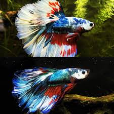 I started photographing betta fish in the middle of 2015 and continued until now. Betta Fish Color Change After 2 Months Bettafish