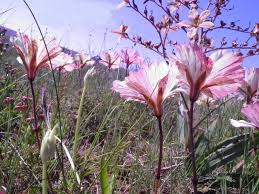 Image result for Monsonia senegalensis