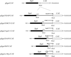 Translate your videos automatically into any language (over 100 languages). Distinct Regulation Of Internal Ribosome Entry Site Mediated Translation Following Cellular Stress Is Mediated By Apoptotic Fragments Of Eif4g Translation Initiation Factor Family Members Eif4gi And P97 Dap5 Nat1 Journal Of Biological Chemistry