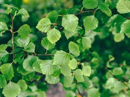 Up to 30% or more of the tree's leaves may end up on the ground. Birch Benefits Your Skin And Health Anna Rosa Skincare