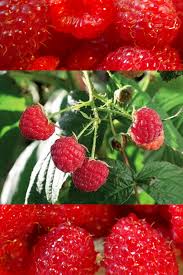 Epingle Sur Fruits Legumes