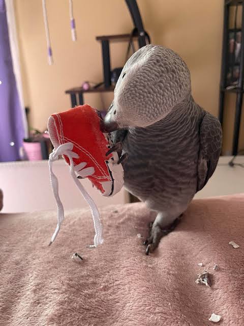 Baby needs a new pair of shoes : r/parrots