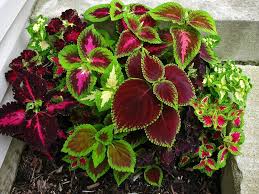Image result for Coleus meyeri