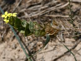 Image result for Erucastrum arabicum