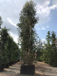 Image result for Eucalyptus camaldulensis