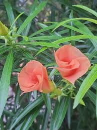 Image result for Cascabela