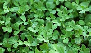 Fenugreek is used as a herb (dried or fresh leaves), spice (seeds), and vegetable (fresh leaves, sprouts, and microgreens). Fenugreek Farming Fenugreek General Information
