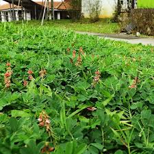 Image result for Indigofera hirsuta