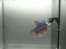 Jeśli szukasz produktów z kategorii koi plakat, jesteś we właściwym miejscu. What Would The Offsprings Be For My Plakat Koi And Dumbo Betta My Aquarium Club