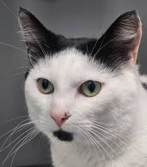 So 2 years ago we was lucky enough to bring Teddy (moss) home. It wasnt  easy at first due to his start in life but he soon realised he was loved. He