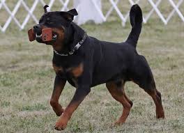 Image result for Rotala gossweileri