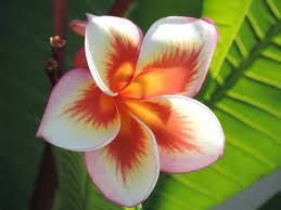 La county arboretum plumeria day. Fireblast Deep Discount Brad S Buds And Blooms