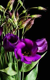 Roses belong to the family of plants called rosaceae. Eustoma Wikipedia
