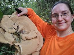 Are these Berkeley's polypores? So many all at once! CT, USA