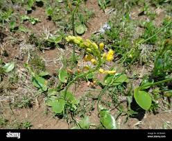 Image result for Eriospermum mackenii