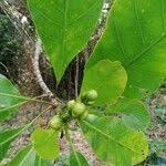 Image result for Anthocleista vogelii