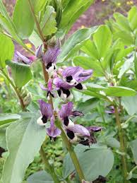 Image result for Vicia faba