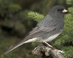 Birds That Lay Eggs On The Ground Ontario Dark Eyed Junco Birds Backyard Birds Ontario Birds