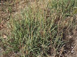 Image result for Bothriochloa
