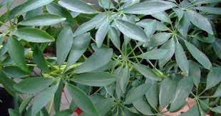 Latin Name Schefflera Actinophylla Common Name Shefflera Umbrella Plant Houseplant Poisonous Plants Schefflera Actinophylla Schefflera