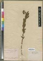 Image result for Gnidia kraussiana