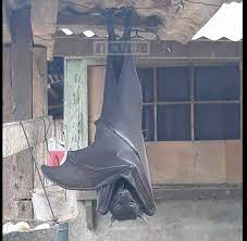 They weigh about 2 ½ pounds. Rare Sighting Of Endangered Megabat In Philippines Taiwan News 2018 08 13 14 54 00