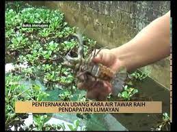 Pemberian makan untuk udang galah air tawar. Awani Pulau Pinang Penternakan Udang Kara Air Tawar Raih Pendapatan Lumayan Youtube