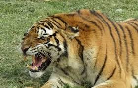 El tigre is an island located in the gulf of fonseca, a body of water on the pacific coast of central america.the island is a conical basaltic stratovolcano and the southernmost volcano in honduras. Tigre Scavalca Recinto Alto Tre Metri E Uccide Il Guardiano Che L Aveva Cresciuta Allo Zoo