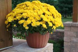 Yellow Chrysanthemum Flower In Pot Image Lucasgreenhouses Com Chrysanthemum Flower Yellow Chrysanthemum Chrysanthemum
