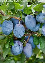Image result for Prunus domestica